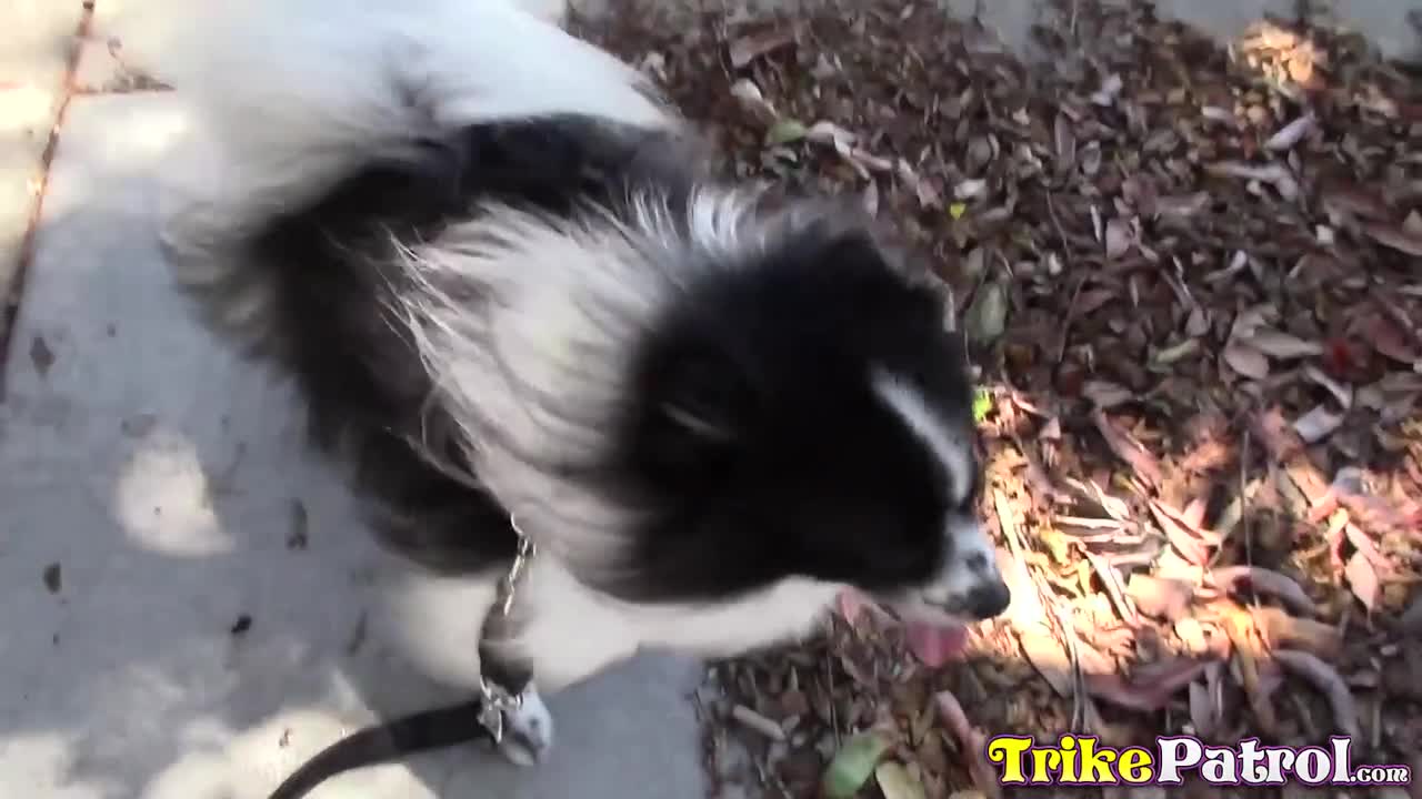 Watch TRIKEPATROL Busty Filipina Takes Dog Walking Break to Suck Strangers Dick Short Sex Videos - Duration: 10:12 | ePornNEW.