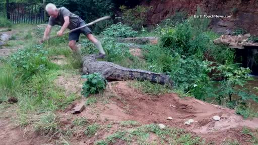 Watch Pissed off Crocodile Gets Revenge Short Sex Videos - Duration: 00:33 | ePornNEW.