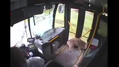 Insane Deer vs. Bus Windshield