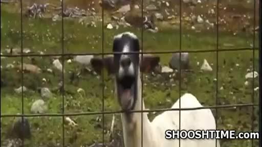 Watch Goats Just Make ALL Music Better Short Sex Videos - Duration: 03:34 | ePornNEW.