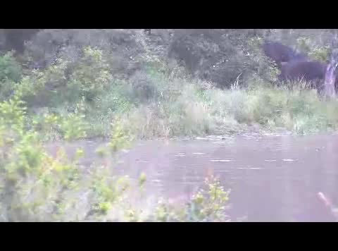 Watch Hilarious: Buffalo Tosses a Crocodile Short Sex Videos - Duration: 00:36 | ePornNEW.