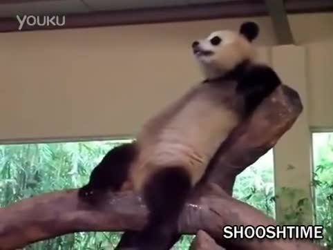 Watch Pandas R Kelly Moment is Laughed at by All Short Sex Videos - Duration: 02:16 | ePornNEW.