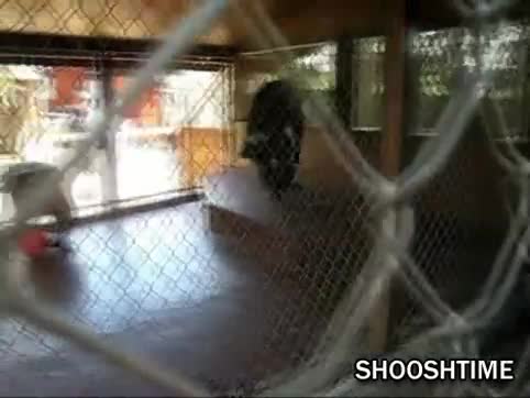 Watch Poo-Flinging Monkey Ruins Day at The Zoo Short Sex Videos - Duration: 01:12 | ePornNEW.