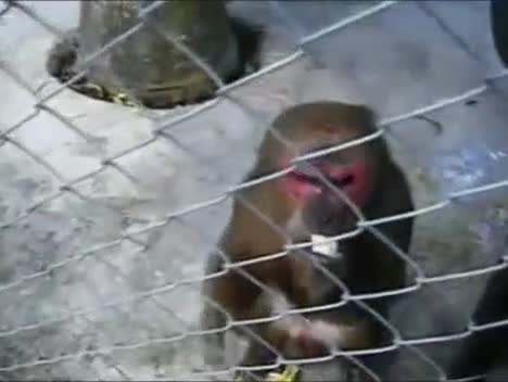 Watch Bananas Make This Monkey REALLY Horny Short Sex Videos - Duration: 02:39 | ePornNEW.