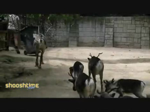 Angry Reindeer Slams Keepers Head Into A Rock