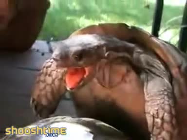 Watch Little Turtle Has The Best O Face In The World Short Sex Videos - Duration: 01:22 | ePornNEW.