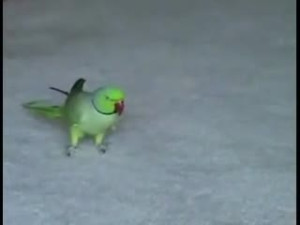 Clever Parrot