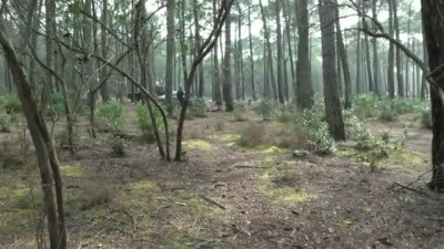 SOPHIE DANS LES BOIS