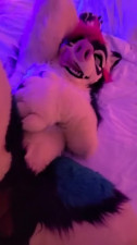 Hyena fursuiter breeds husky pussy